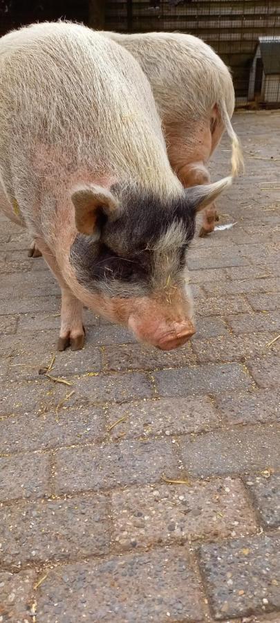 Willa 'T Uiltje Ermelo Zewnętrze zdjęcie